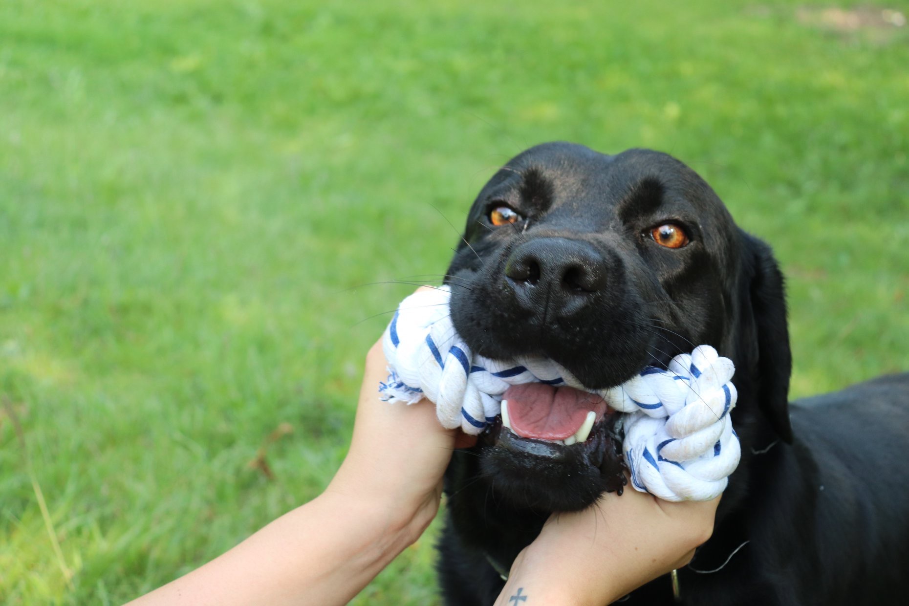 Pensione per cani